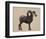 Rocky Mountain Bighorn-Davies Babies-Framed Art Print