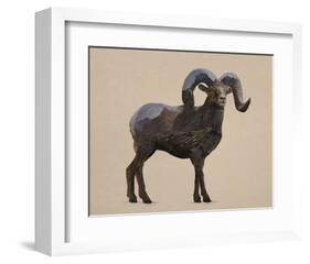 Rocky Mountain Bighorn-Davies Babies-Framed Art Print