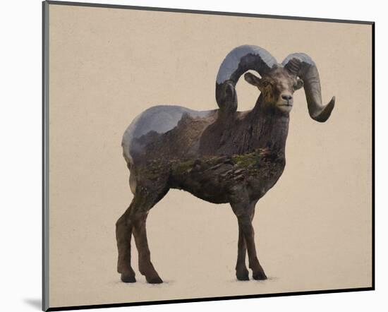 Rocky Mountain Bighorn-Davies Babies-Mounted Art Print