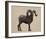 Rocky Mountain Bighorn-Davies Babies-Framed Art Print