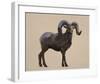 Rocky Mountain Bighorn-Davies Babies-Framed Art Print