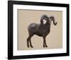 Rocky Mountain Bighorn-Davies Babies-Framed Art Print