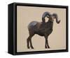 Rocky Mountain Bighorn-Davies Babies-Framed Stretched Canvas