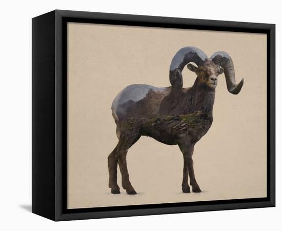 Rocky Mountain Bighorn-Davies Babies-Framed Stretched Canvas