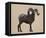 Rocky Mountain Bighorn-Davies Babies-Framed Stretched Canvas