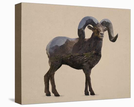 Rocky Mountain Bighorn-Davies Babies-Stretched Canvas