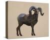 Rocky Mountain Bighorn-Davies Babies-Stretched Canvas