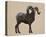 Rocky Mountain Bighorn-Davies Babies-Stretched Canvas