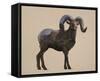 Rocky Mountain Bighorn-Davies Babies-Framed Stretched Canvas