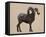 Rocky Mountain Bighorn-Davies Babies-Framed Stretched Canvas