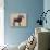 Rocky Mountain Bighorn-Davies Babies-Stretched Canvas displayed on a wall