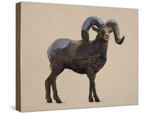 Rocky Mountain Bighorn-Davies Babies-Stretched Canvas