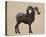 Rocky Mountain Bighorn-Davies Babies-Stretched Canvas