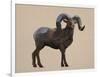 Rocky Mountain Bighorn-Davies Babies-Framed Art Print