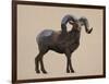 Rocky Mountain Bighorn-Davies Babies-Framed Art Print