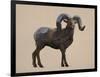 Rocky Mountain Bighorn-Davies Babies-Framed Art Print