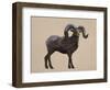 Rocky Mountain Bighorn-Davies Babies-Framed Art Print