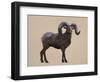 Rocky Mountain Bighorn-Davies Babies-Framed Art Print