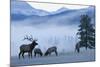 Rocky Mountain Bull Elk and Cows, Frosty Morning-Ken Archer-Mounted Photographic Print