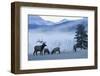 Rocky Mountain Bull Elk and Cows, Frosty Morning-Ken Archer-Framed Photographic Print