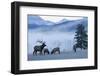 Rocky Mountain Bull Elk and Cows, Frosty Morning-Ken Archer-Framed Photographic Print