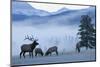 Rocky Mountain Bull Elk and Cows, Frosty Morning-Ken Archer-Mounted Photographic Print