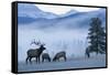 Rocky Mountain Bull Elk and Cows, Frosty Morning-Ken Archer-Framed Stretched Canvas