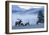 Rocky Mountain Bull Elk and Cows, Frosty Morning-Ken Archer-Framed Photographic Print