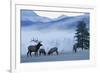 Rocky Mountain Bull Elk and Cows, Frosty Morning-Ken Archer-Framed Photographic Print