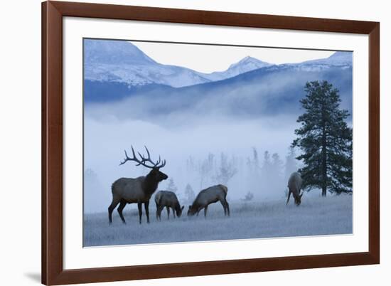 Rocky Mountain Bull Elk and Cows, Frosty Morning-Ken Archer-Framed Photographic Print