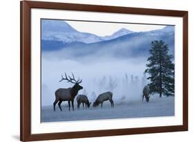 Rocky Mountain Bull Elk and Cows, Frosty Morning-Ken Archer-Framed Photographic Print