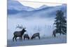 Rocky Mountain Bull Elk and Cows, Frosty Morning-Ken Archer-Mounted Photographic Print