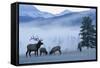 Rocky Mountain Bull Elk and Cows, Frosty Morning-Ken Archer-Framed Stretched Canvas