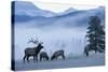 Rocky Mountain Bull Elk and Cows, Frosty Morning-Ken Archer-Stretched Canvas