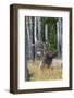 Rocky Mountain bull elk, aspen trees-Ken Archer-Framed Photographic Print