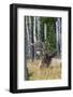 Rocky Mountain bull elk, aspen trees-Ken Archer-Framed Photographic Print