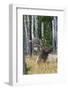 Rocky Mountain bull elk, aspen trees-Ken Archer-Framed Photographic Print