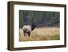 Rocky Mountain bull elk autumn rain.-Ken Archer-Framed Photographic Print