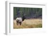 Rocky Mountain bull elk autumn rain.-Ken Archer-Framed Photographic Print