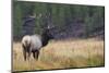 Rocky Mountain bull elk autumn rain.-Ken Archer-Mounted Photographic Print