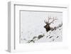 Rocky Mountain Bull Elk, Autumn Snow-Ken Archer-Framed Photographic Print