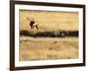 Rocky Mountain Bull Elk Bugling, Cervus Elaphus, Madison River, Yellowstone National Park, Wyoming-Maresa Pryor-Framed Photographic Print