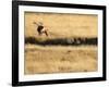 Rocky Mountain Bull Elk Bugling, Cervus Elaphus, Madison River, Yellowstone National Park, Wyoming-Maresa Pryor-Framed Photographic Print