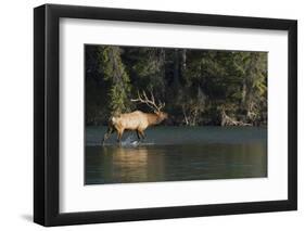 Rocky Mountain Bull Elk Bugling-Ken Archer-Framed Photographic Print