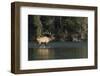 Rocky Mountain Bull Elk Bugling-Ken Archer-Framed Premium Photographic Print