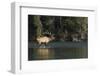 Rocky Mountain Bull Elk Bugling-Ken Archer-Framed Premium Photographic Print