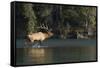 Rocky Mountain Bull Elk Bugling-Ken Archer-Framed Stretched Canvas