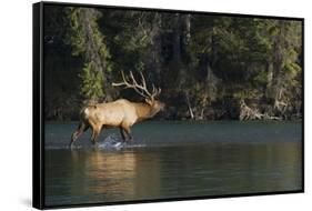 Rocky Mountain Bull Elk Bugling-Ken Archer-Framed Stretched Canvas