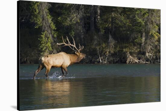 Rocky Mountain Bull Elk Bugling-Ken Archer-Stretched Canvas