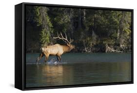 Rocky Mountain Bull Elk Bugling-Ken Archer-Framed Stretched Canvas